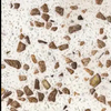 Star Hotel Counter Top Quartz